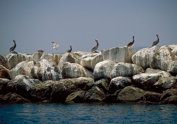 brown-pelicans-on-a-white-wall