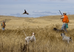 pheasant-hunt