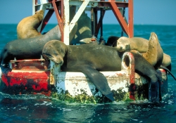 sea-lions